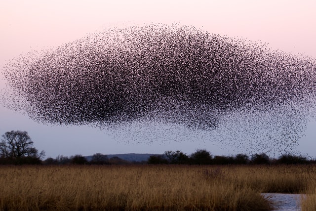 A flock of birds moving in one direction.