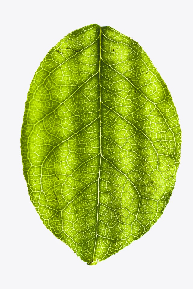 A leaf with fractal shaping